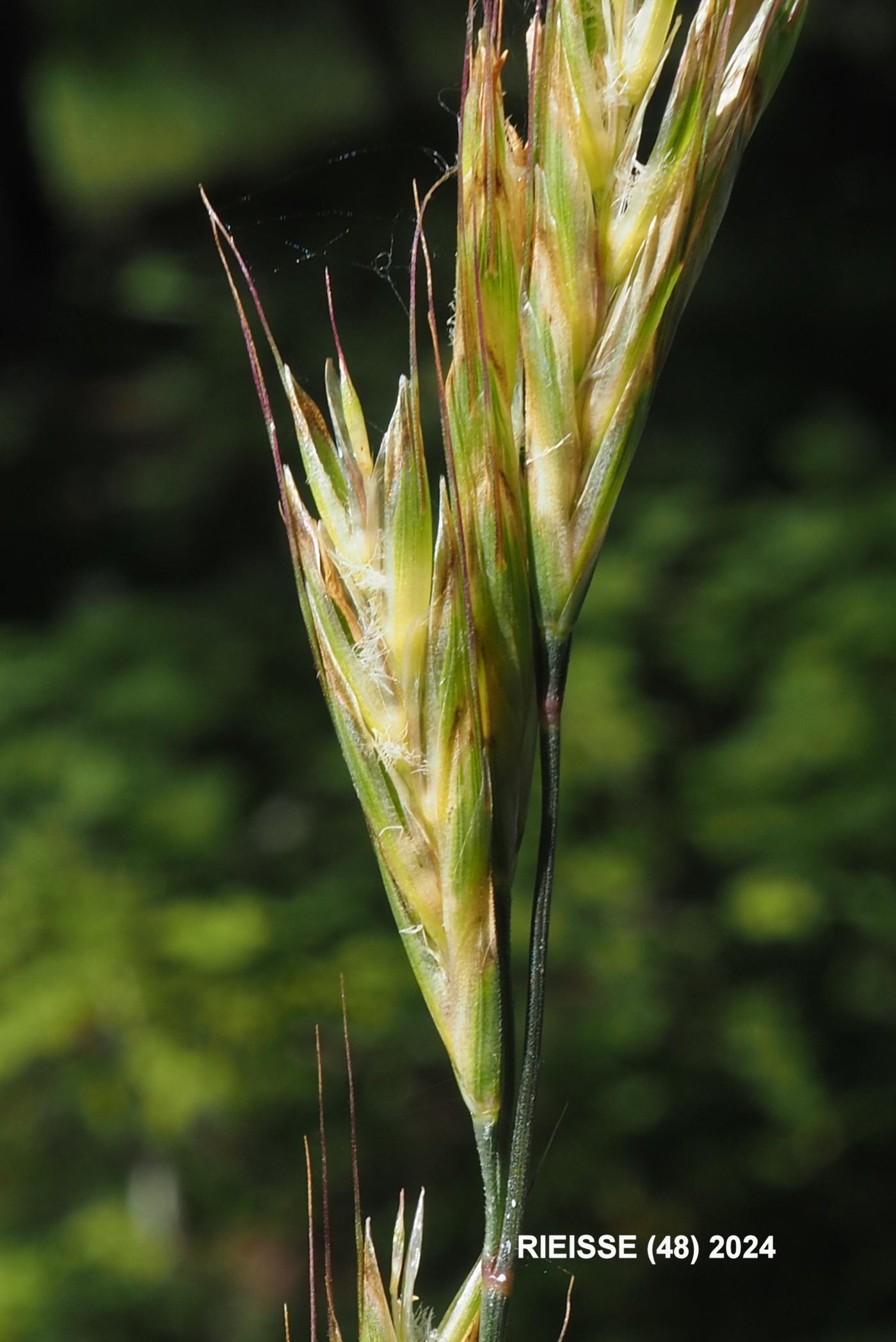 Oat grass, Meadow flower